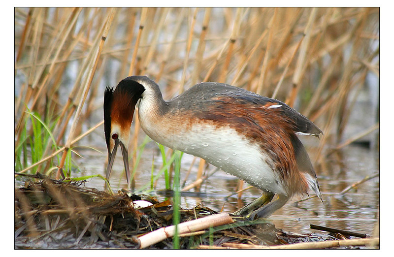 большая поганка (Podiceps cristatus) большая поганка (Podiceps cristatus)