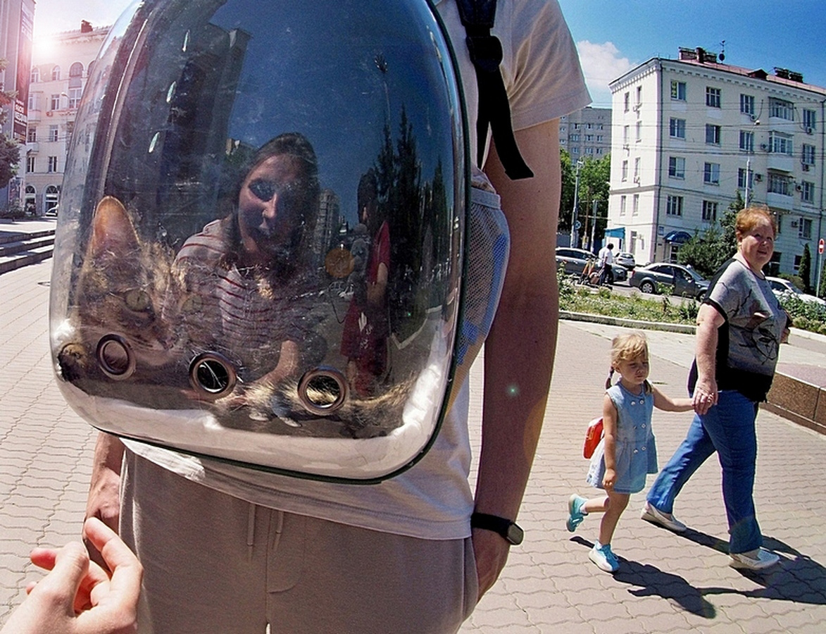 кошачий переезд 
