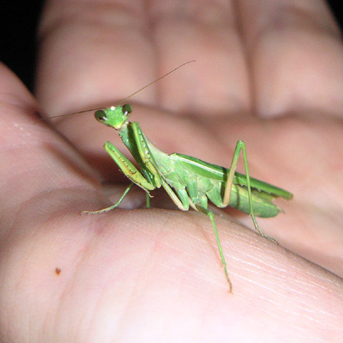 повелитель мух крым
