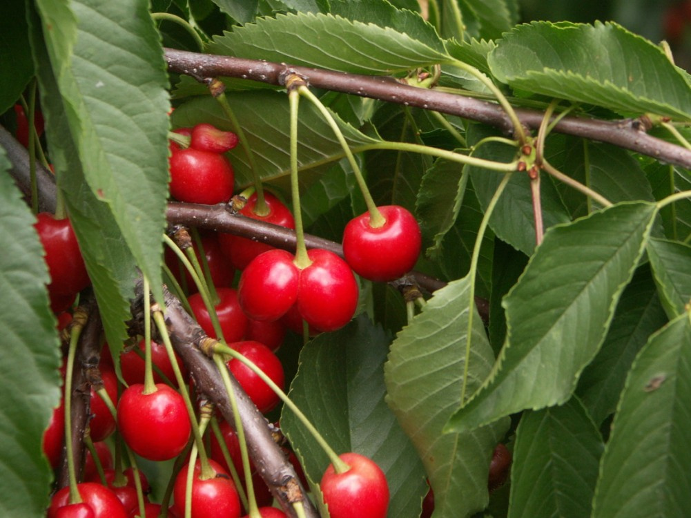 Twin cherry 