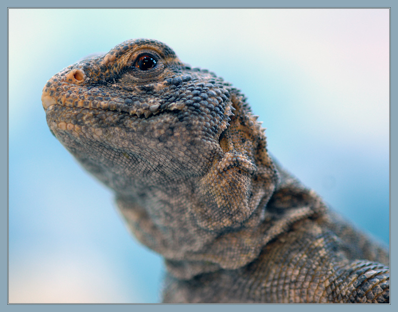 Принцесса Береника на Охте живет... африканский шипохвост Uromastyx acanthinurus