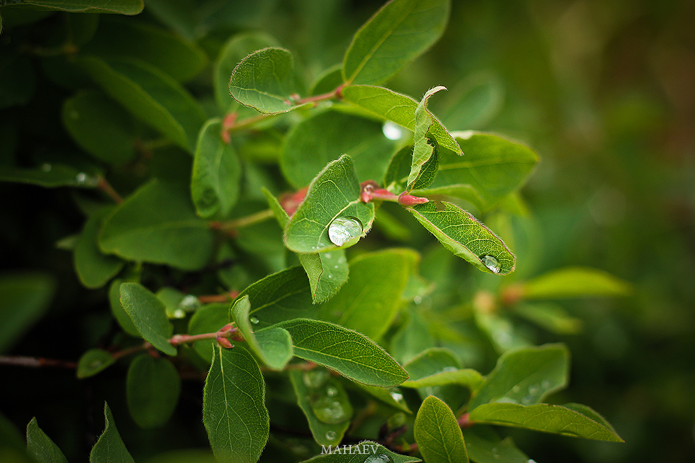 Mildew on honeysuckle 