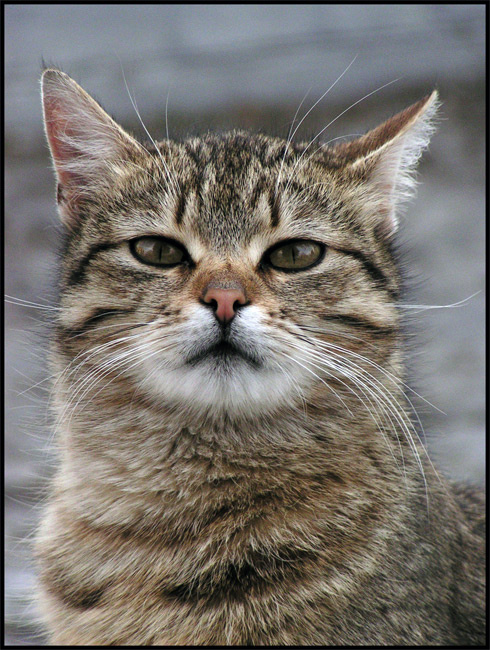 3333 кошка на ФС. БЭрЭмЭнная. кошка, бЭрЭмЭнная