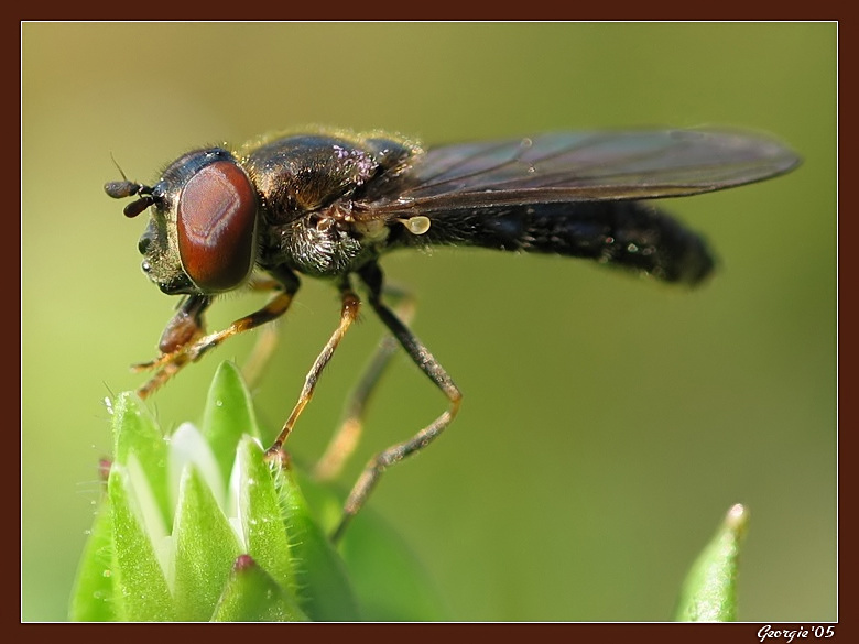 Baby fly 