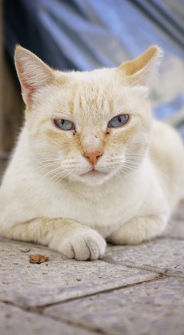 Кот Канарский (подрастающий пахан) Кот