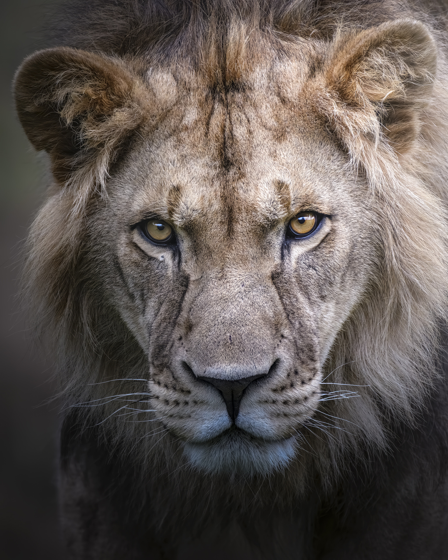 Лев (Panthera leo) 