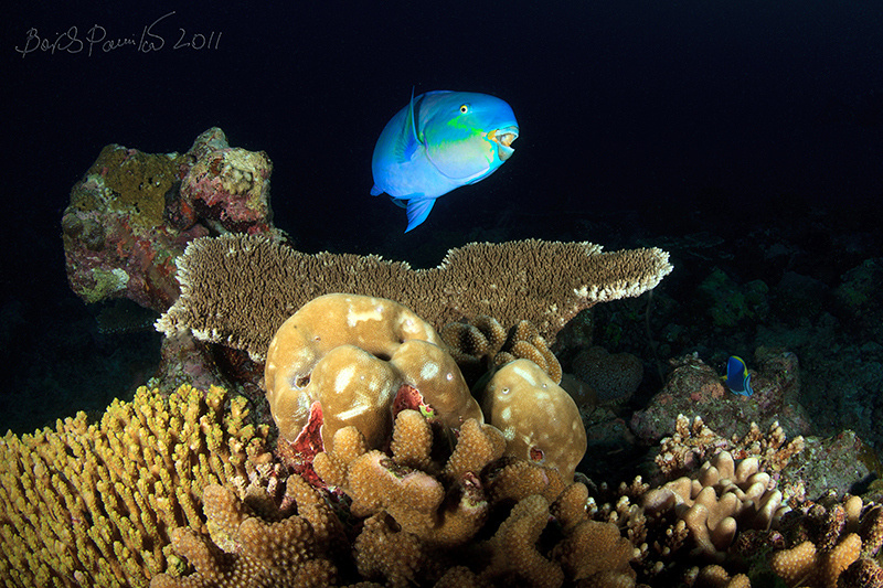 О... parrot-fish попугай Мальдивы Maldives