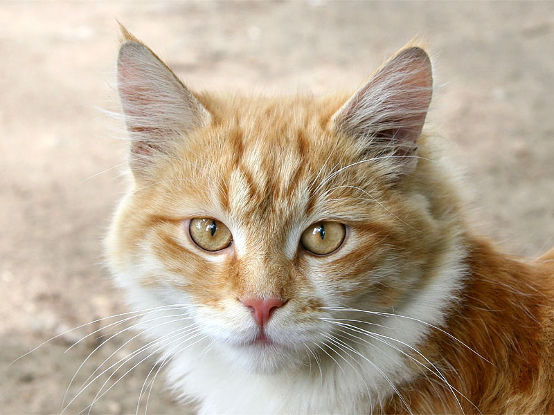 Портрет кота кот