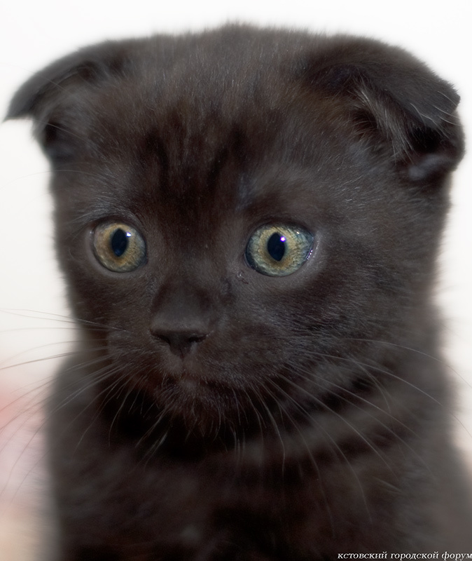 черныш вислоухий котёнок скоттиш