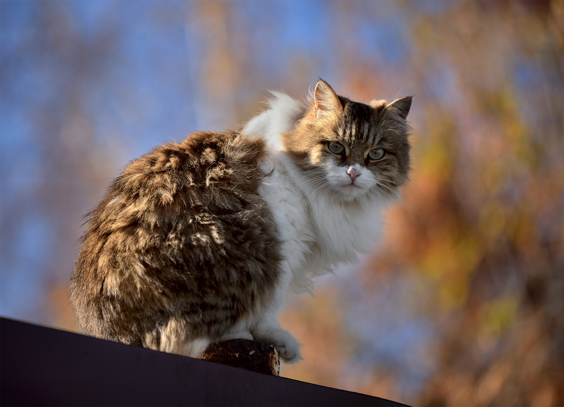 Кошка осень 