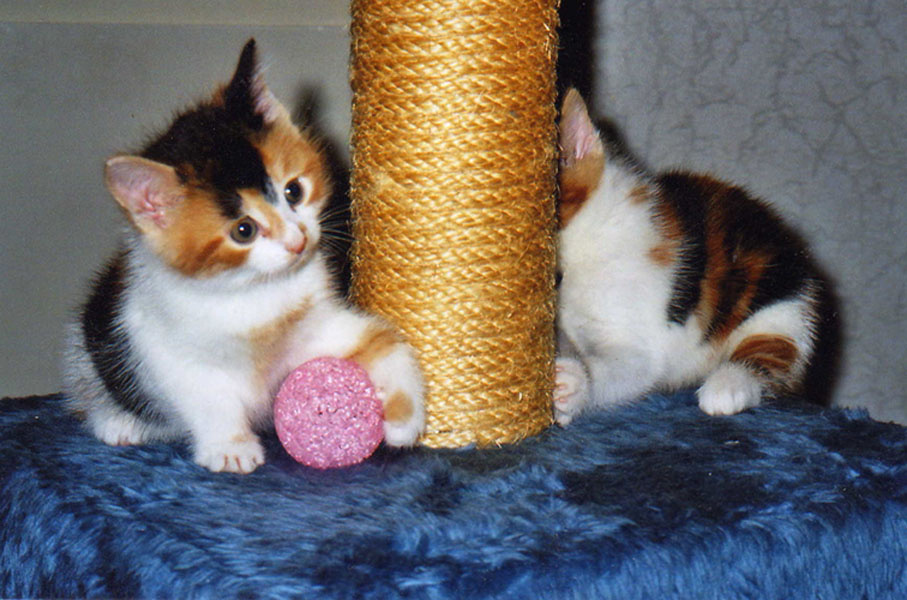 Поиграй со мной, дружок! Котята, игра