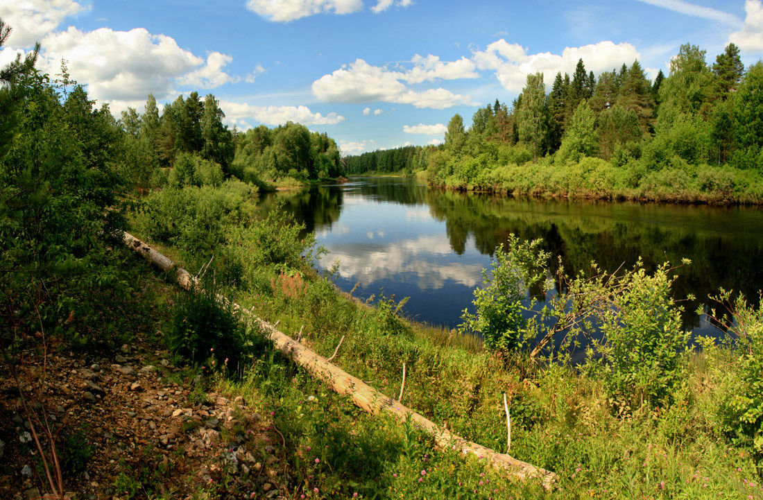 Берега берег река виледь бревно лето