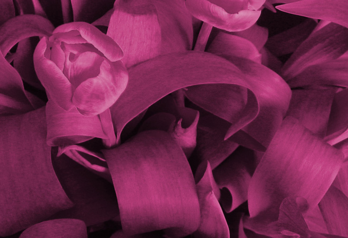 Silk 