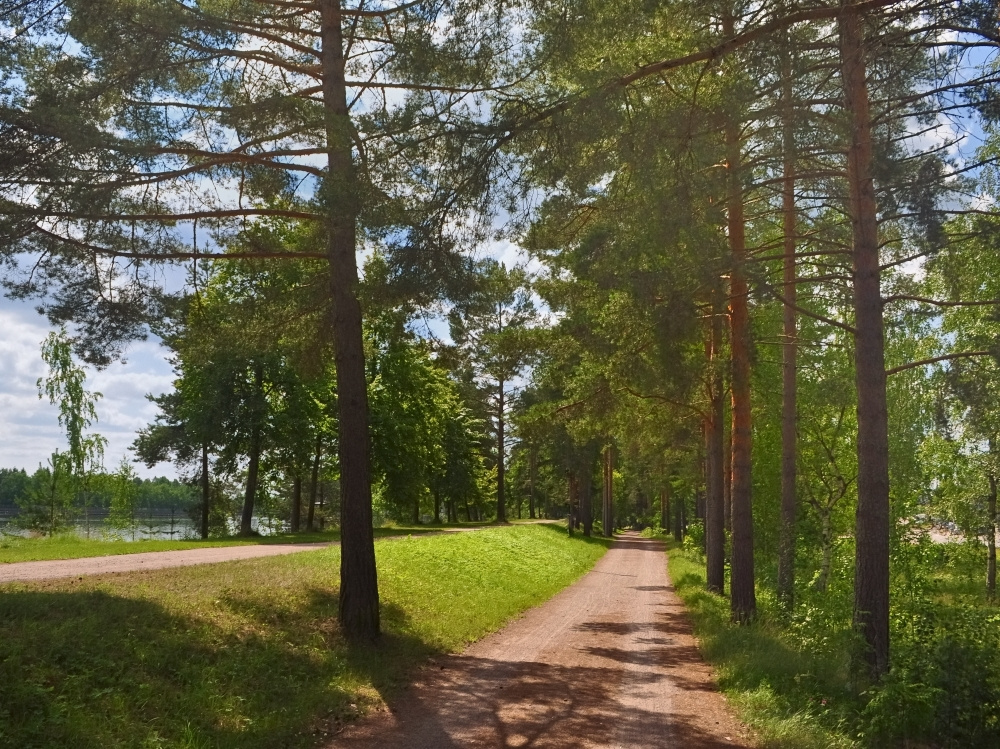 Дорожка в соснах. Лето дорожки жара июль сосны берег Вуокса Финляндия pine-tree July Vuoksi Finland
