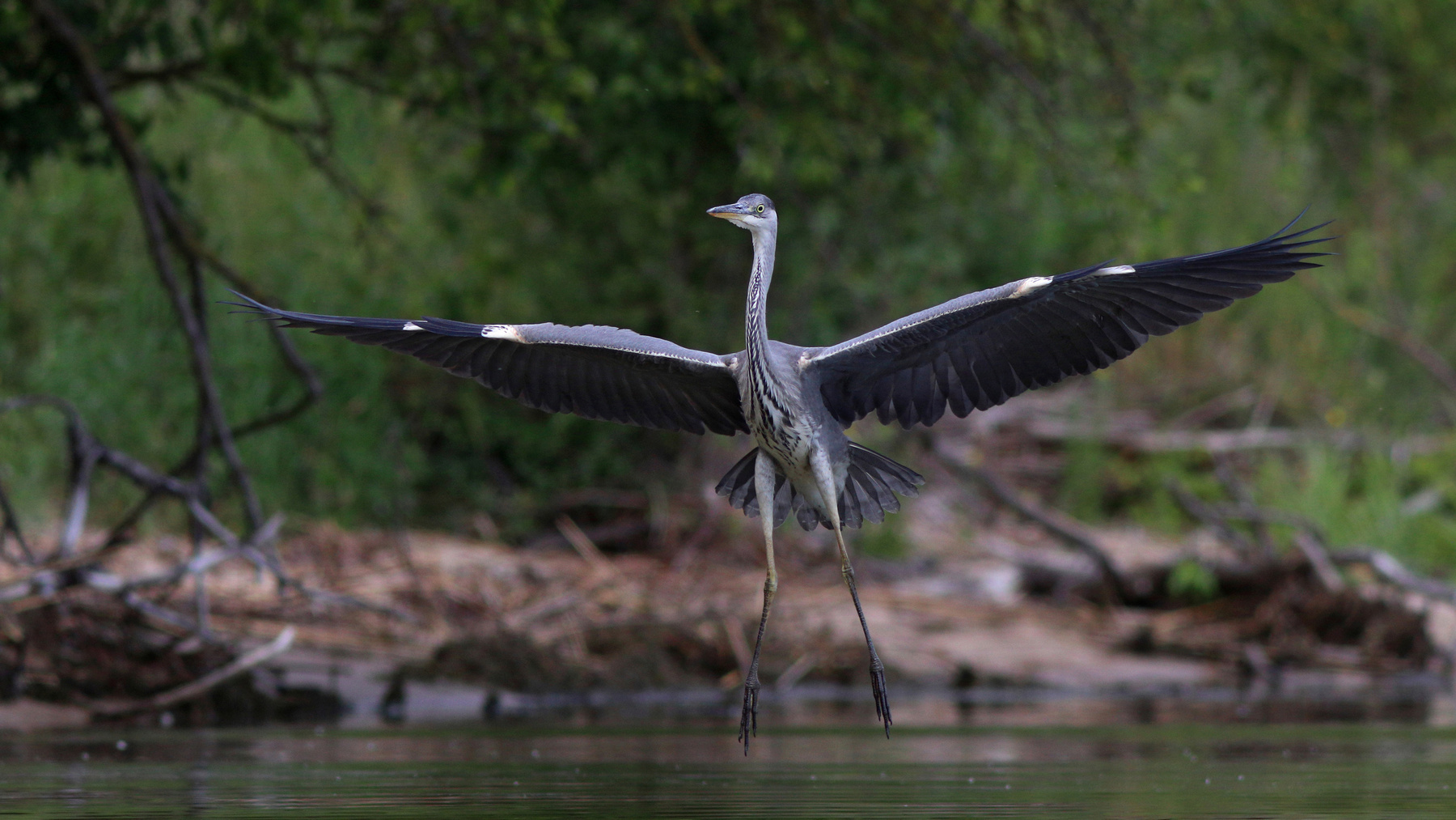Взмах широкий, крылья шире, не спешите, три-четыре! серая цапля ardea cinerea grey heron куршская коса куршский залив