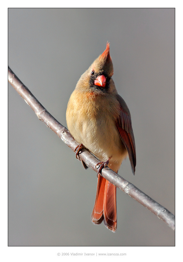 Модница Northern Cardinal красный кардинал самочка