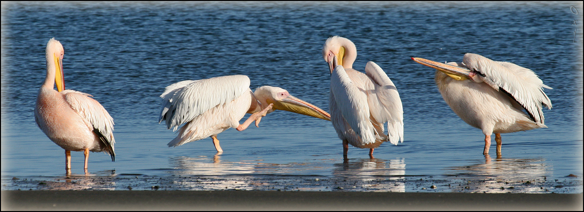 Утренний марафет Вэлвис Бэй Намибия Африка Walvis Bay Namibia Africa пеликан розовый  Pelecanus onocrotalus