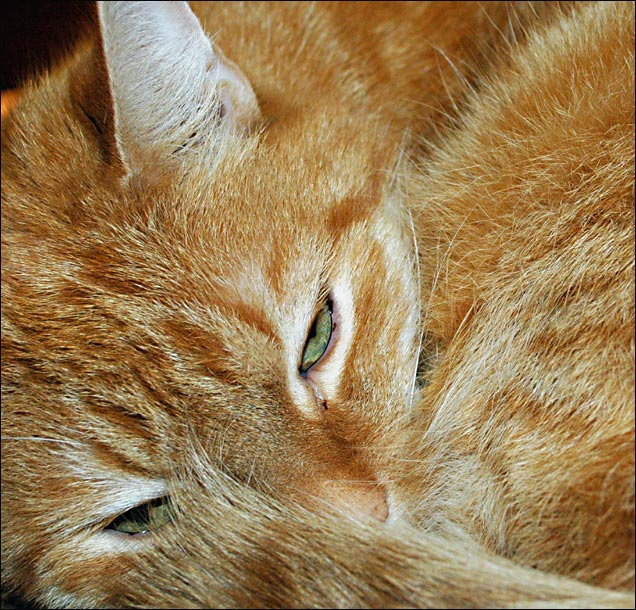 кошка 