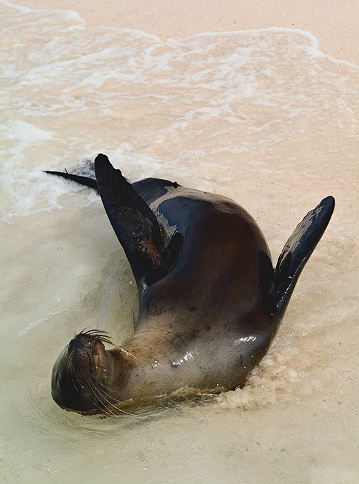 НЕга галапагосы морской лев seal нега океан вода песок волны тюлень