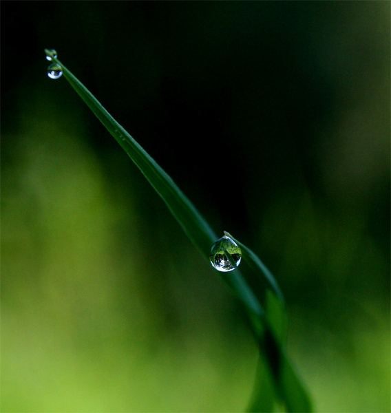 Утренняя слеза роса капля зелень