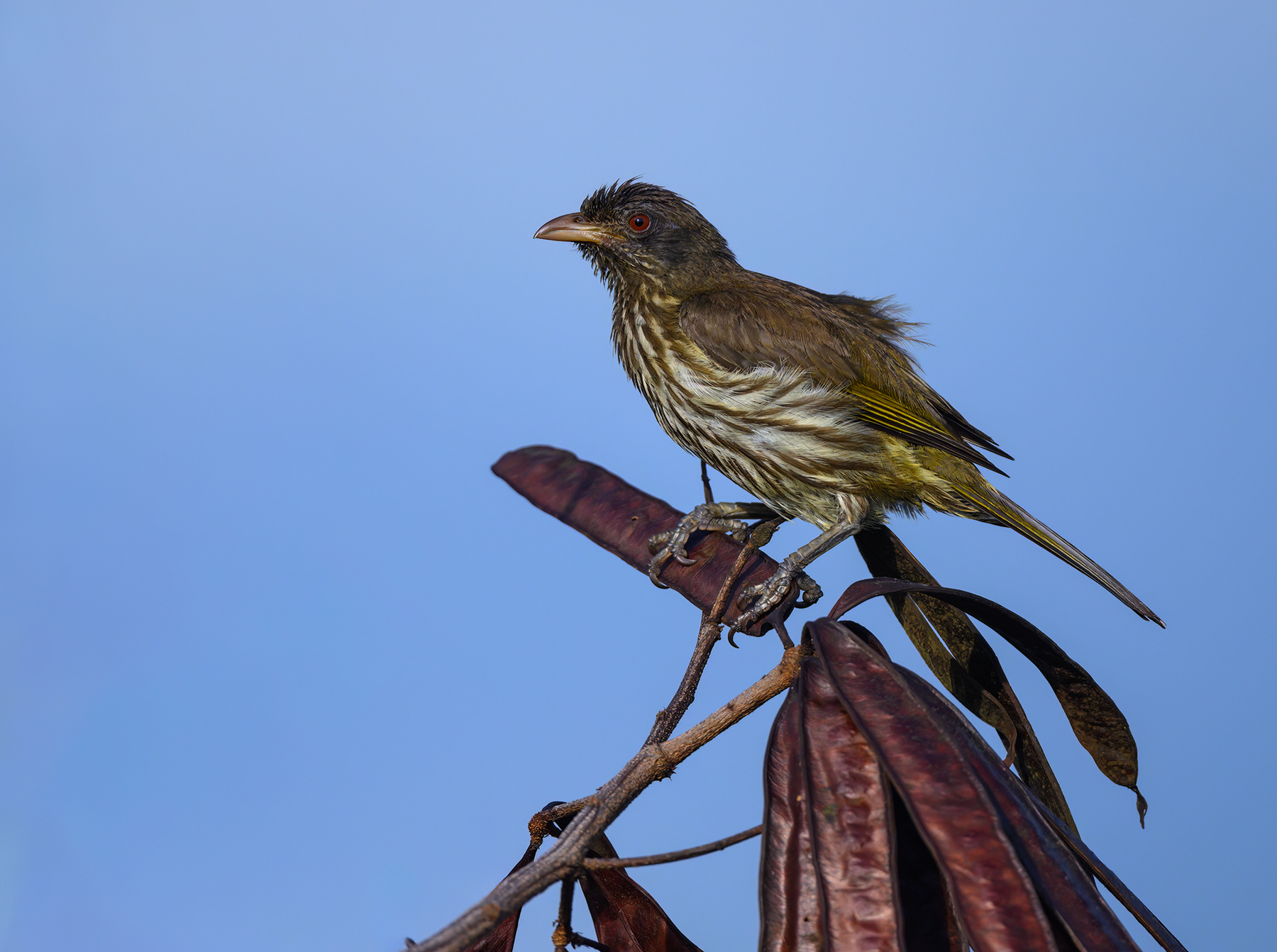 Palmchat 