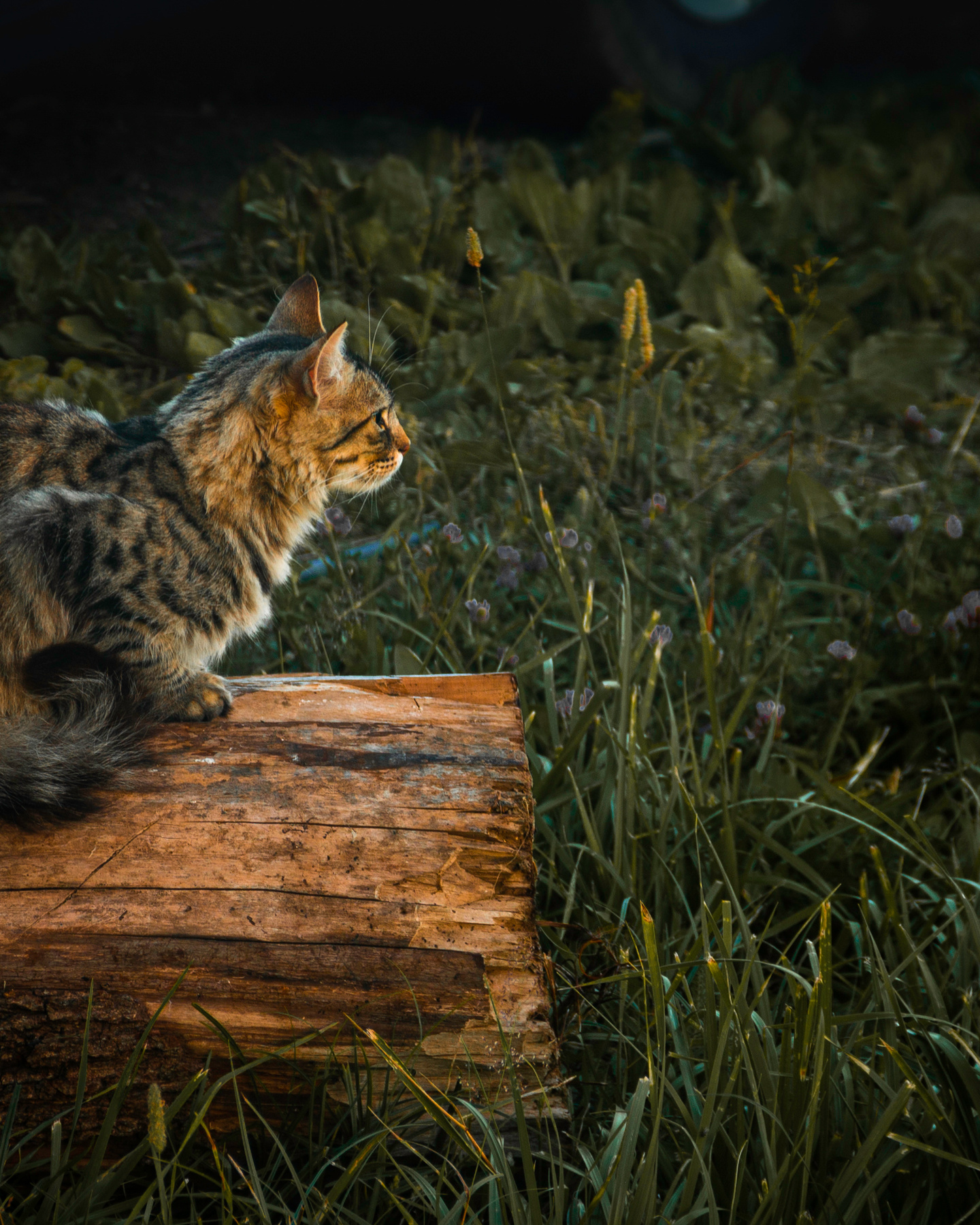 котик животные кот