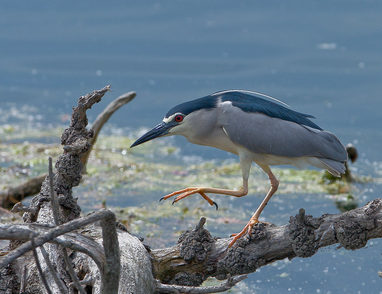 Инспектор Клозо в действии Кваква (Nycticorax nycticorax)