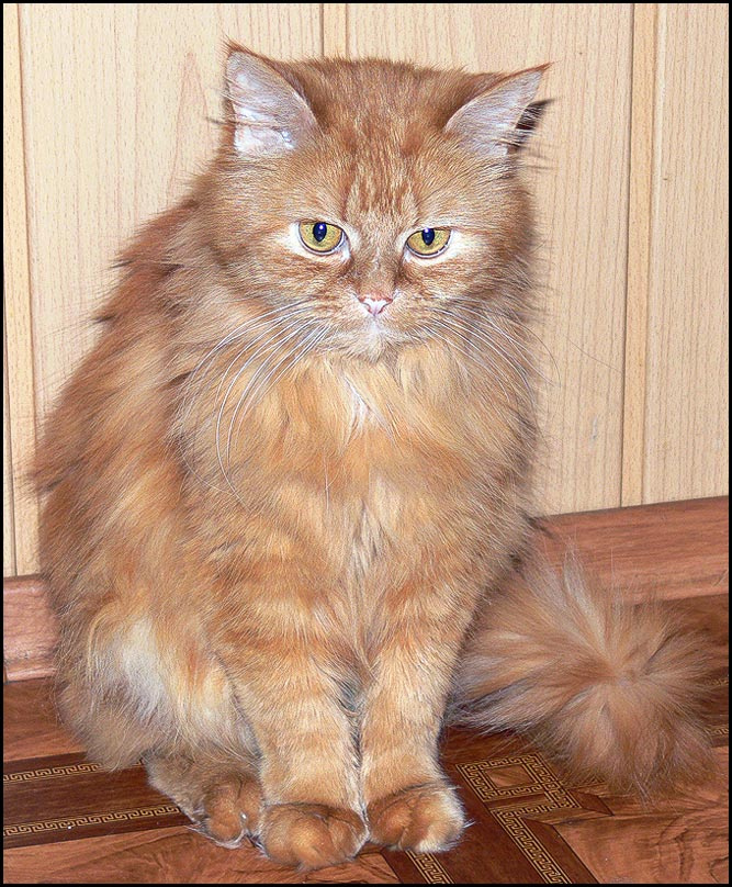 Котик кот