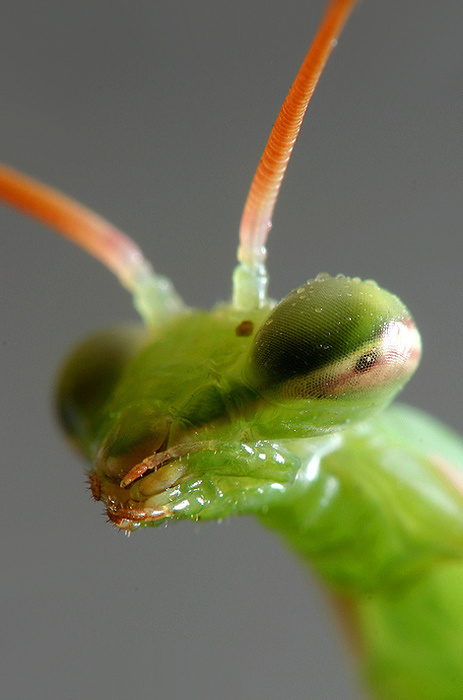 Mantis religiosa 