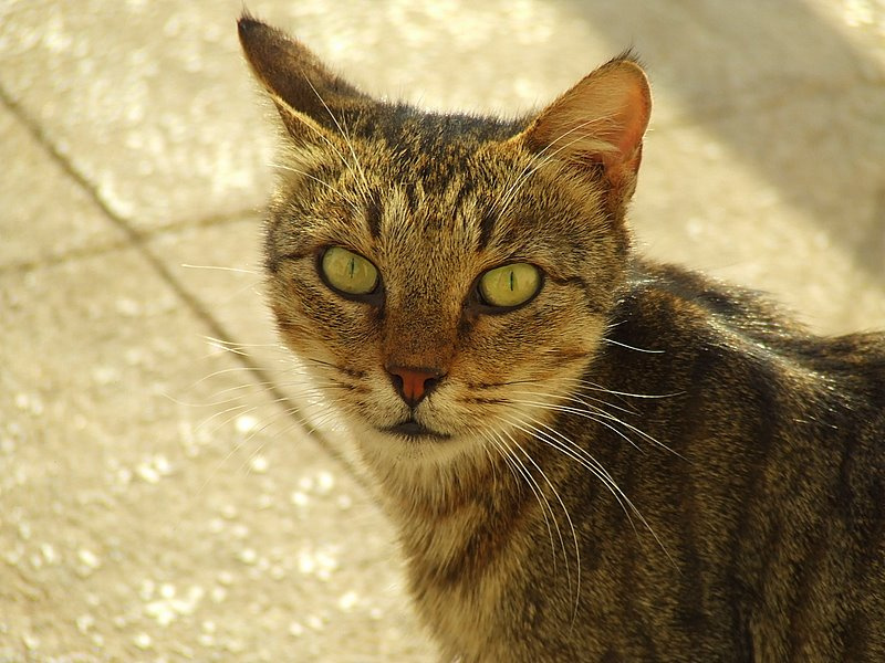 Солнечная кошка 