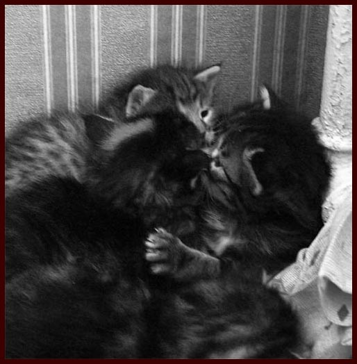 слухай сюды.... кошки котята день весна рождение