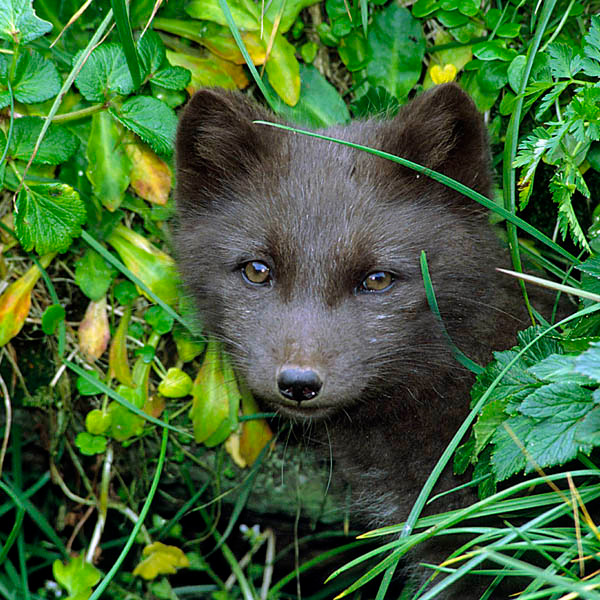 И хочется, и колется Песец, Alopex lagopus, Arctic Fox, St. Paul Island, Bering Sea, Alaska