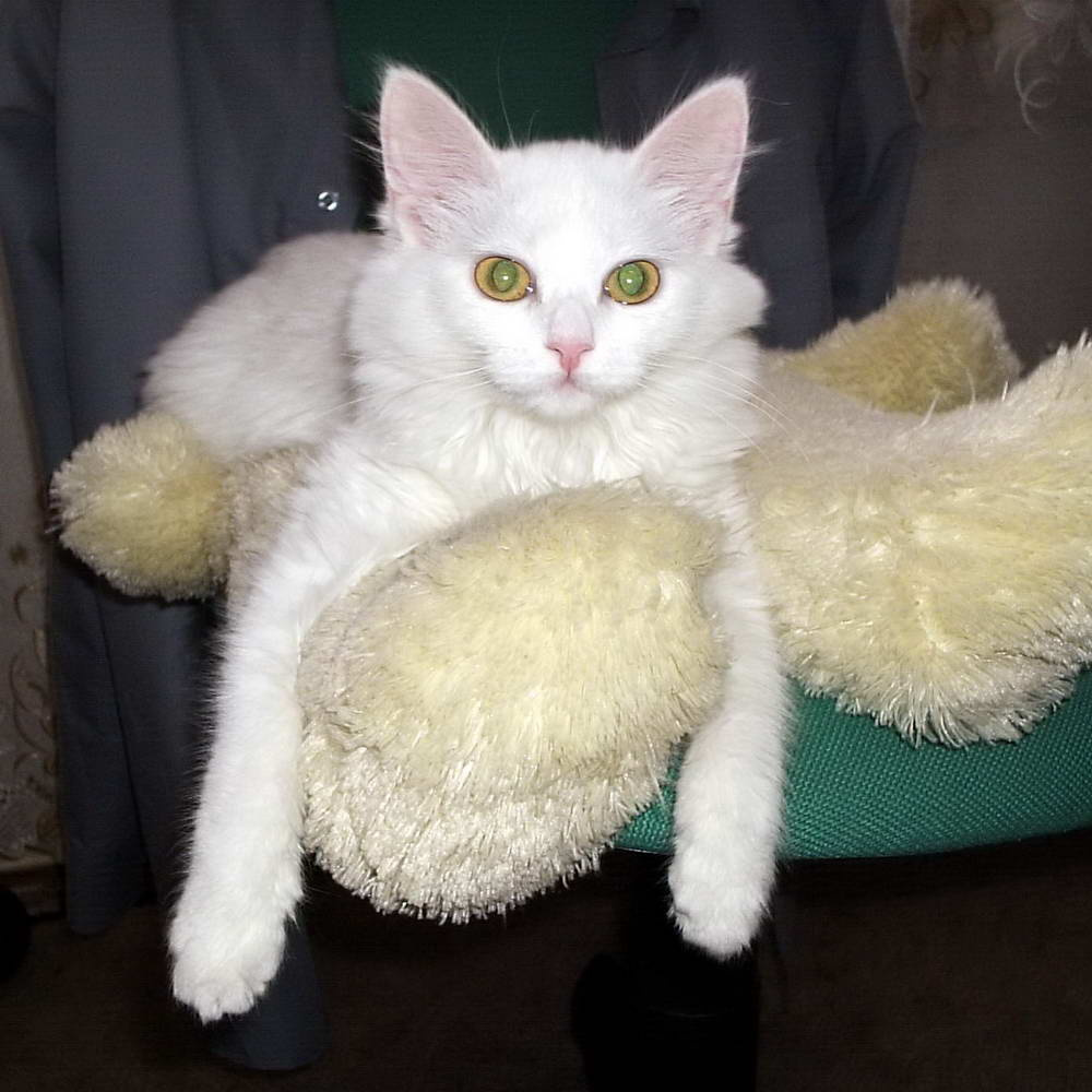 моя киска Муся