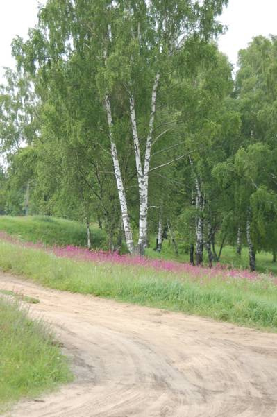 Дорога лето дорога береза