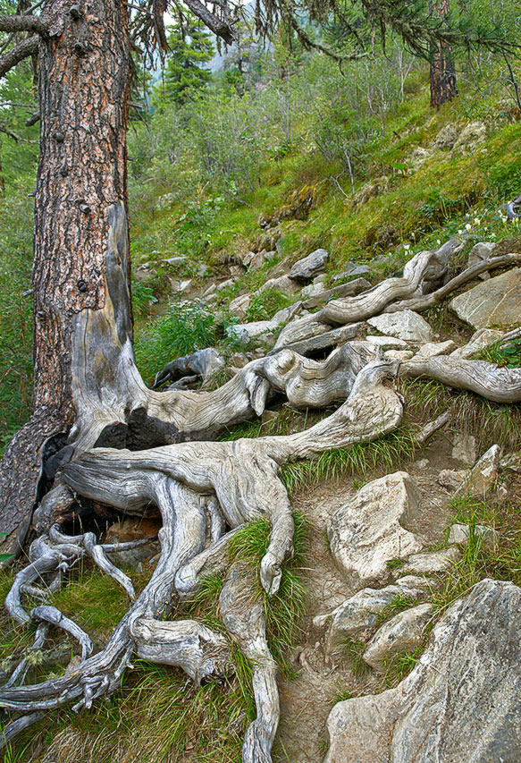 Корни и камни. Корни камни Саяны