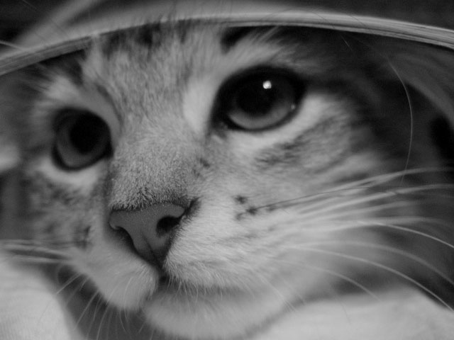 Взгляд Коты, животные