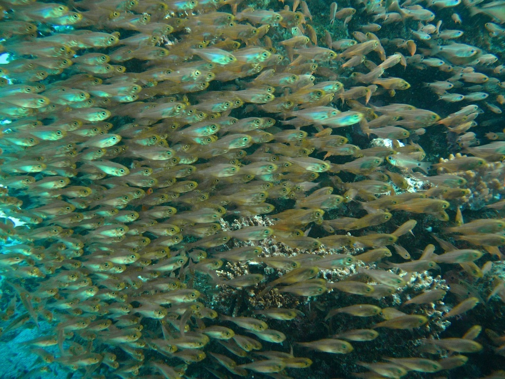 glassfish 
