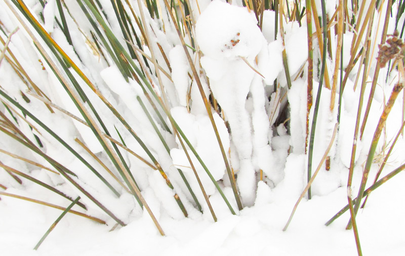 Snow Snow, winter