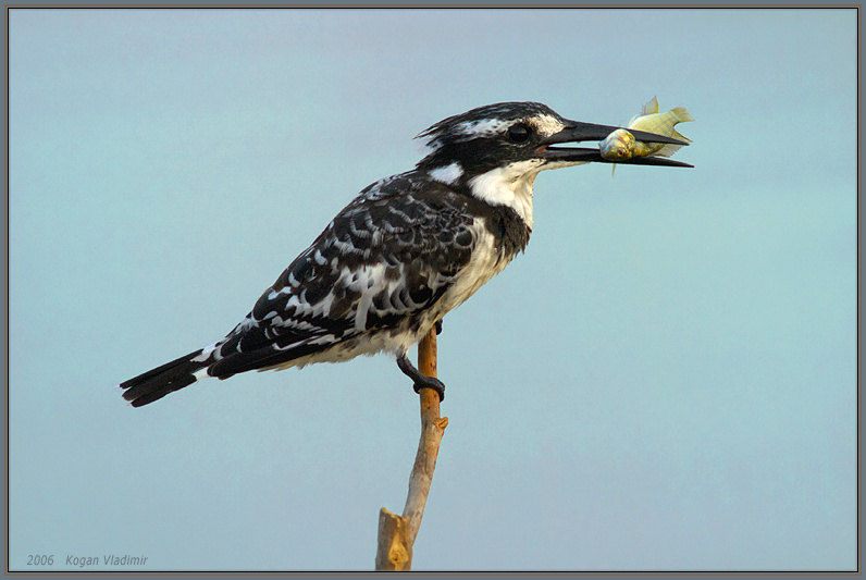 Morning Delicacy of Kingfisher Morning Delicacy