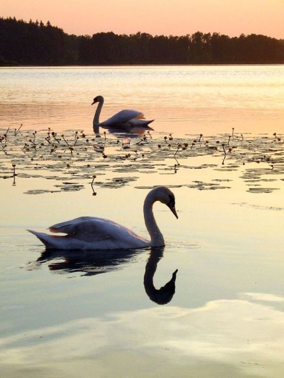 лебединный танец на воде лебеди, озеро