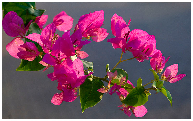 blossomed tree (3) 