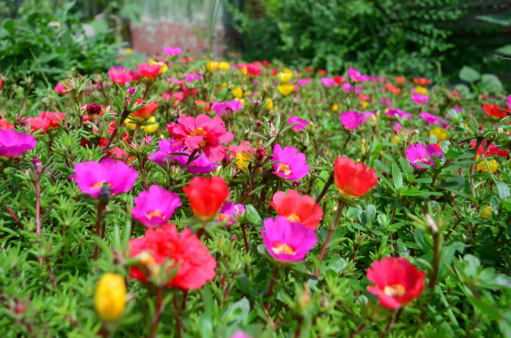 Portulaca grandiflora Портулак Portulaca grandiflora цветочки