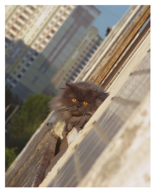 Мой сосед кот балкон