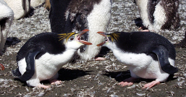 Склочники Royal penguins, Macqarie Is.
