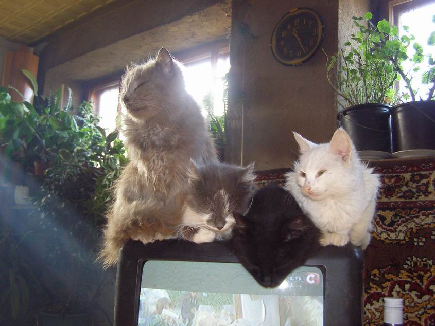 веселая семейка кошки и коты