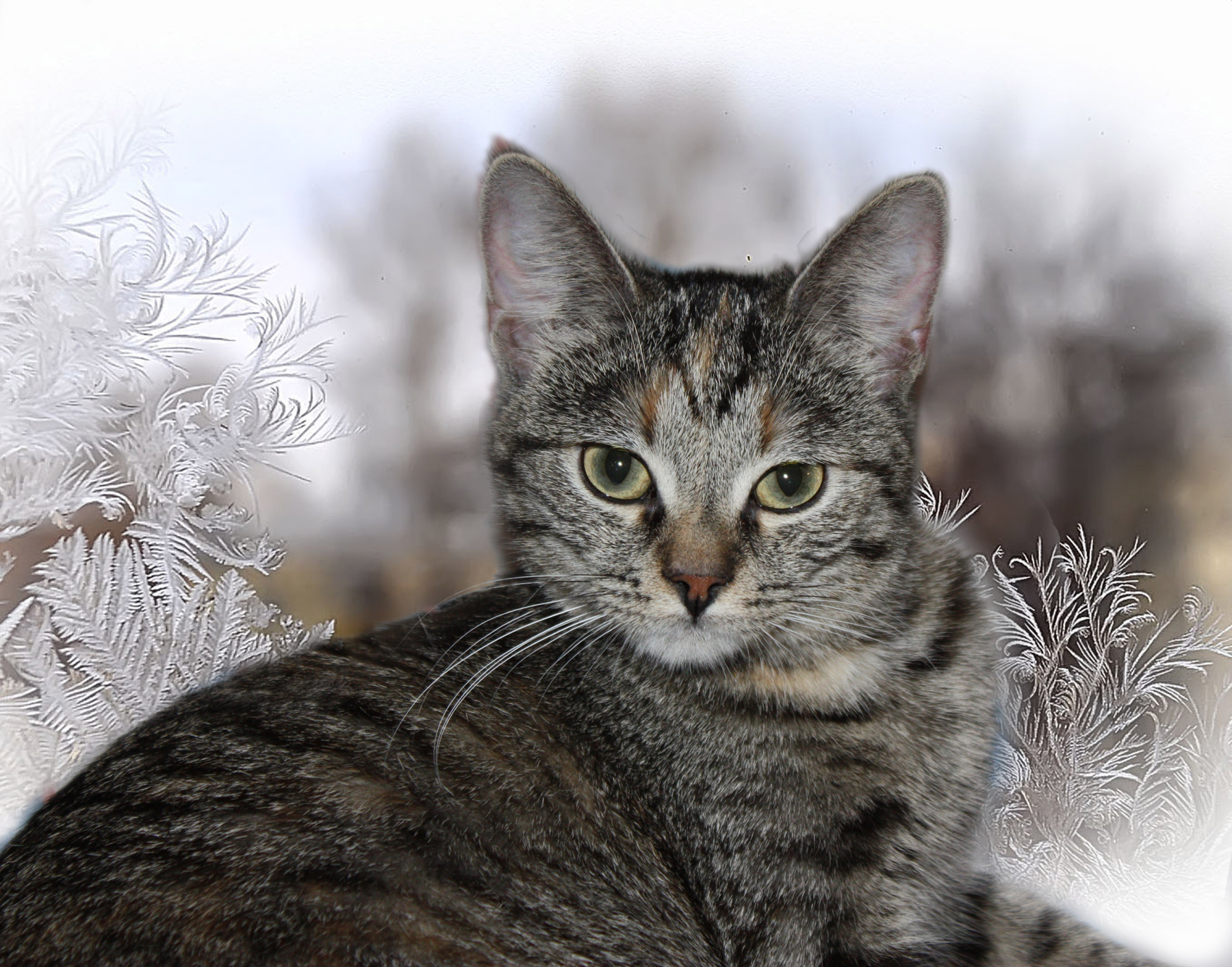 Кошачий портрет с инеем. кошка иней стекло мороз