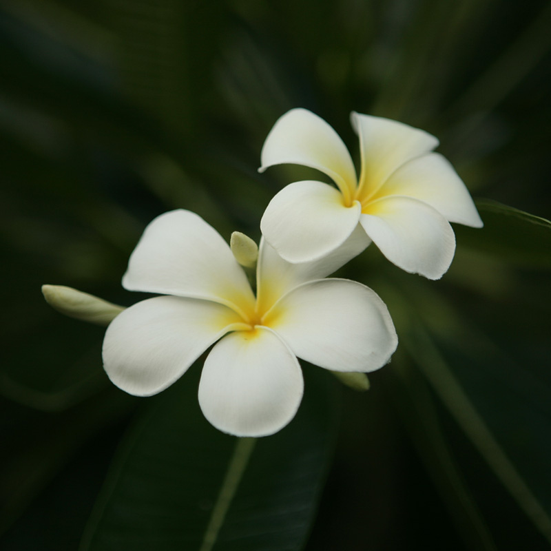 frangipani 