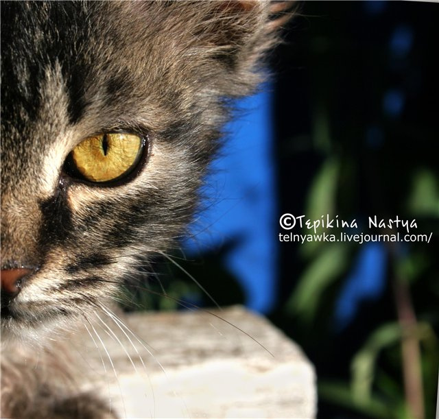 *** кот, кошка, животные, котенок