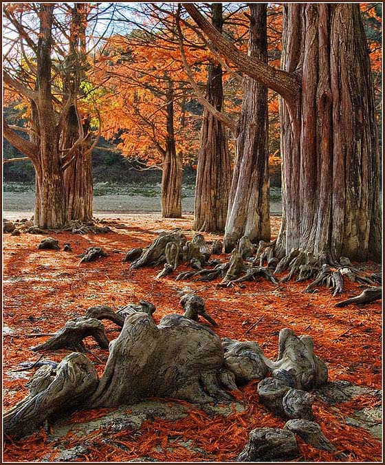 Зри в корень 