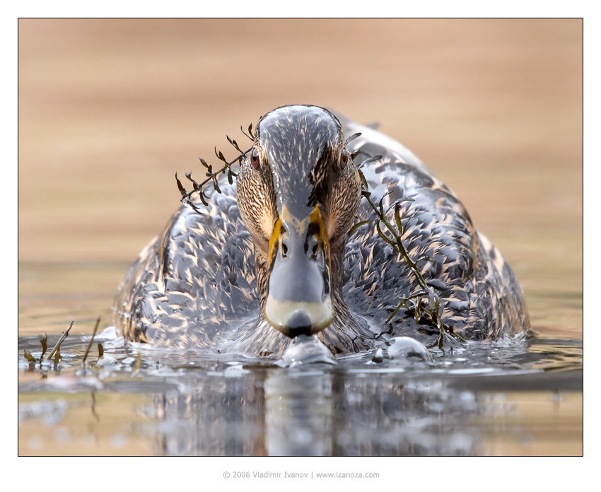 Партизан зима утка mallard